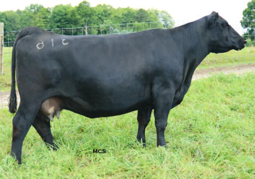 Producers of Champions 14 14 Craft Juanada 139-316 CALVED: 2/1/03 COW: 14418035 TATTOO: 316 #A A R New Trend #V D A R Shoshone 548 #+Boyd New Day 8005 Donna A A R 74 S V F Forever Lady 57D #+Leachman