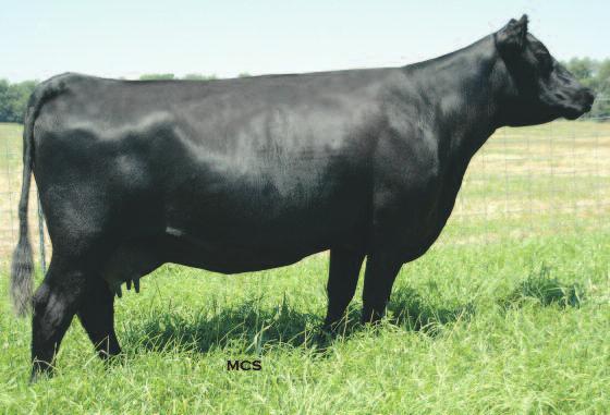 Craft Merle features 15 Craft Merle of 26-M293-R08 Daughter of Lot 15 16 15 Wards Merle 293 CALVED: 2/14/02 COW: 14265221 TATTOO: 293 #C H Quantum 3330 #G D A R Quantum 1245 #H A R B Cincha 829