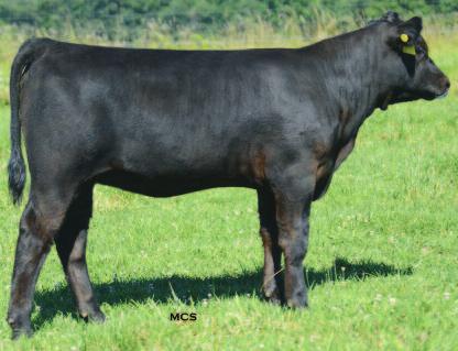 29 Open Show & Donor prospects Craft Pam 886-364 CALVED: 3/13/13 COW: 17556990 TATTOO: 364 S A V Iron Mountain 8066 #TC Gridiron 258 +W C C Iron Man Y41 S A V Madame Pride 3249 Boyd Forever Lady 6029