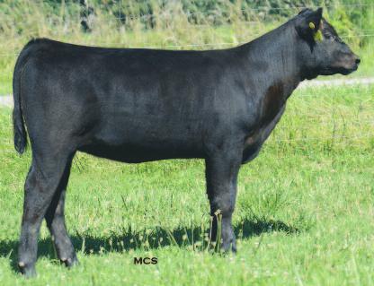 +4.1 +44 +83 +22 +19.44 +27.21 This mid-march daughter of the Craft herd sire Iron Man has the bone, body and look to mature into a champion.