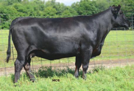 Spring Heifer Calf pairs 36 37 37A 36 Craft Lass 853 CALVED: 3/4/08 COW: 16128624 TATTOO: 853 #Connealy Timeline #Connealy Dateline #Connealy Danny Boy #Enchants Fortune Conanga6127 Energy of Conanga