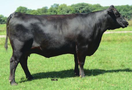 In addition to the Really Windy daughter at her side, a bred daughter sells as Lot 48. Bred A.I. 3/31/13 to Granger Great Falls 053.