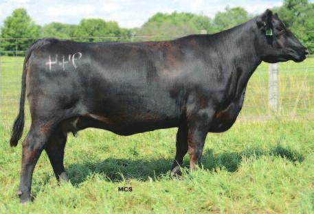 Spring calving bred cows 65 65 Craft Blackbird 651-944 CALVED: 2/12/09 COW: 16350039 TATTOO: 944 #Connealy Onward #Connealy Lead On Connealy Forward Altune of Conanga 6104 Becky Lee of Conanga 74 #+G