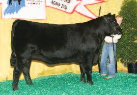 Craft Queen Eva 905-104 Sold as Lot 5 in the 2011 sale Grand Champion Angus Heifer, 2012 Appalachian Fair and Tennessee Junior Livestock