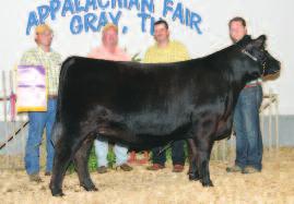 Grubbs Miss Countess 45 Class 36 Winner, 2006 National Junior Angus Show; Reserve Early Junior Champion, 2006 Indiana Preview Show; Junior