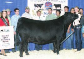 Craft Joan 816-006 Sold as Lot 14 in the 2010 sale Grand Champion Angus Heifer, 2011 Central Tennessee Regional Show.