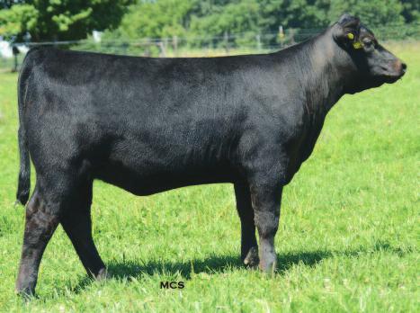 Miss Countess 252 +6 +1.1 +50 +82 +24 +27.75 +23.40 The powerful female featured as Lot 1 in the 2013 Genetic Opportunity Sale traces twice to the foundation Countess 252.