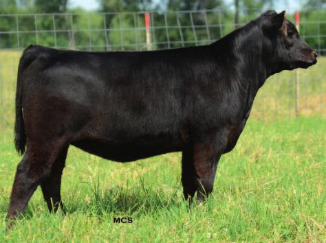 First Impression daughters Dameron First Impression Sire of Lots 1A 4, 35A & 41A 2 Dameron First Impression, the sire of Lots 1A 4, 35A and 41A, was selected as the 2011 NAILE ROV Grand Champion