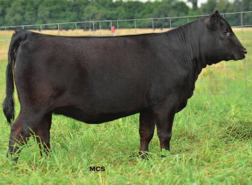 Consensus daughters Connealy Consensus 7229 Sire of Lots 6 & 7 6 Connealy Consensus 7229, the sire of Lots 6 and 7, is one of the hottest sires in the Angus breed!