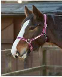 Look Leadrope Great looking two tone leadrope, see