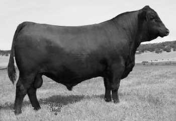 Lot 137-156 These calves without a doubt are the best group of bull calves we have ever had for our sale, we have several AI calves.