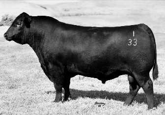 The Black Granite calves are uniform and very good, a couple of herd bull prospects in 8001 and 8008. The calves out of Playbook are just like you would think really think and square.