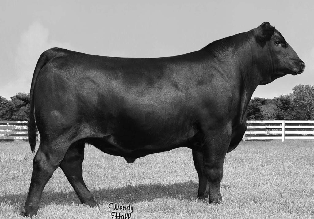 The second bull is Jindra Axis that we bought from Jindra Angus in Nebraska with Oregon Cattle Co and BK LLC, he is sired by Jindra Acclaim.