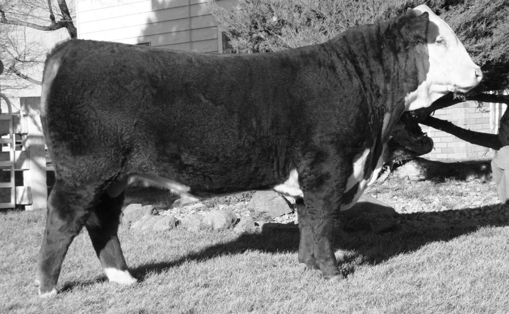 BB CATTLE CO. RETAINS A FULL ¼ SEMEN INTEREST IN EVERY SALE BULL. Buyer will take full possession and retain full salvage value on the bull. Bulls collected for A.I. use will be done in the off season at the buyer's convenience with expenses paid by BB Cattle Co.