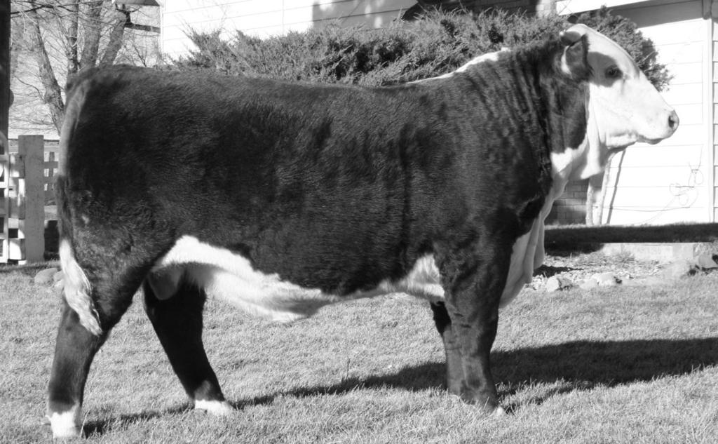 He is big and bold with 828 lb actual WW. Here is a real herd bull prospect, he will make a name for himself. Carload bull.