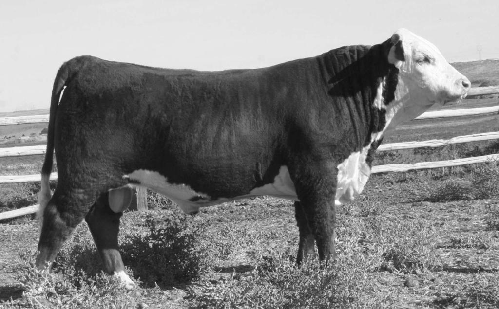 These winter Top Shelf bulls were really popular last year a bull being the heaviest WW bull in the winter crop. He is extremely thick and and I think these are just the same, bold and muscular.