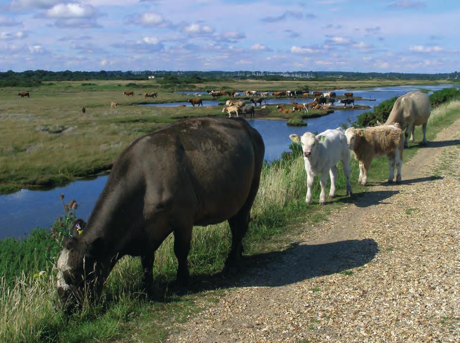 Landscape and Prehistory of the East London Wetlands Plate 30 Cattle grazing modern saltmarsh (photo by Jim Champion) masons Road piles are generally a little larger in diameter.