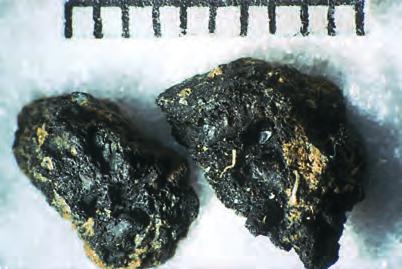 Chapter 9 Plate 32 Early Neolithic charred bread, made from barley, from Yarnton, Oxfordshire Assemblages include hulled barley (Hordeum sp.