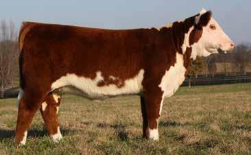 03); BMI$ 347; BII$ 402; CHB$ 105 This horned March heifer is super cool in terms of width from behind and the size of foot and bone she stands on.