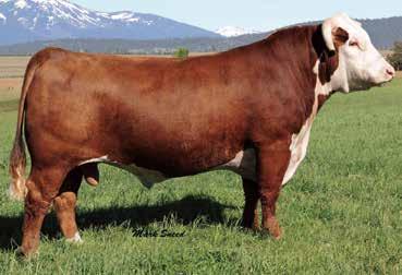 03); BMI$ 266; BII$ 330; CHB$ 117 In 876, we offer a powerful December show heifer prospect. She is an own daughter of the 2008 American Royal Champion Hereford Bull, LCC Back N Time ET.
