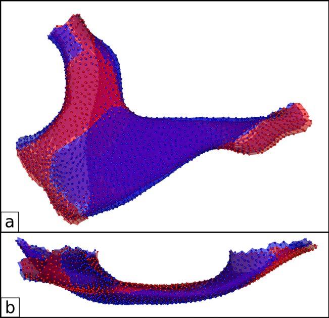 ANALYZING ZYGOMATIC SHAPE 235 Fig. 8. Shape differences between male and female average shapes (exaggerated by factor 2; (a) lateral view; (b) viewed from superior. Blue: male; red: female. Fig. 9.