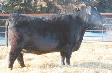 829 weaning 1525 yearling 6.2 IMF 13.9 Ribeye Calving ease bull. Yes you can have performance and calving ease. Top 2% YW, 2% $B, 2% $F, Marbling EPD +1.09. 62 RBM TWO STEP F149 Tag#: C169 Reg.
