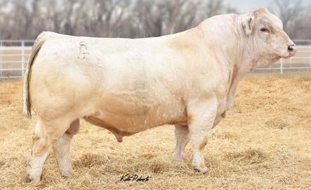 Yearling Charolais Bulls Herd Sire RBM FARGO Y111 Reg. #: EM809088 BD: 02/05/2011 Tattoo: Y111 EPDs CE BW WW YW Milk REA FAT TSI 8.2 1.5 58 113 9 1.23 0.022 252.