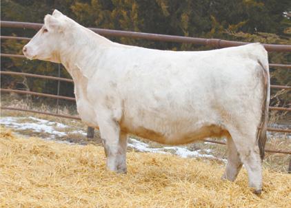 Dam s flush sister commanded $30,000 at the Thomas Ranch Dispersion predictable pedigree power whether you re producing seedstock or elite performance cattle. 71 RBM FARGO F02 Tag#: C110 Reg.