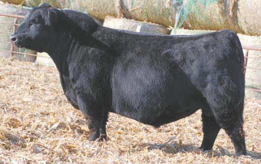 Angus 2-Year-Old Bulls Lots 91-92 Two Full Brothers. A little different genetics here. Long hipped, deep sided, smooth shouldered bull that will leave a great set of females with phenotype.