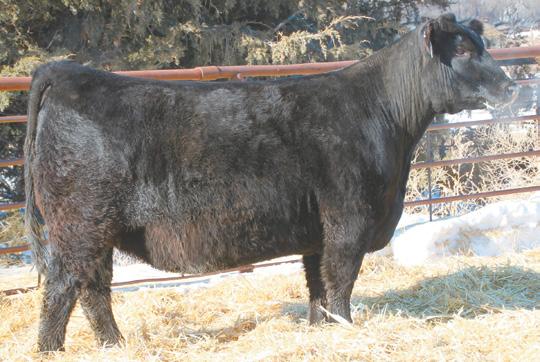 C86 is a full sister to the calving ease specialist Y40 sold in 2012 to Borns Angus for $18,000. RBM BLACKBIRD E33 Tag#: AV701 Reg.