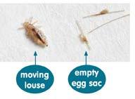 Treatment Head lice treatment options include silicone oil, an insecticide product or bug busting.
