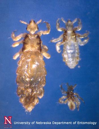 LOUSE LIFE CYCLE Nits hatch after about 7-10 days - the young lice are called nymphs.