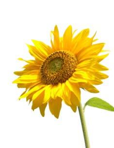 able and nourished sunflower oil protective,