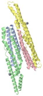 Protein Complex-Creates more protein-rich tissues.