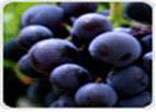 It is effective for bu Rich Grape in Seed Oil linoleic acid,