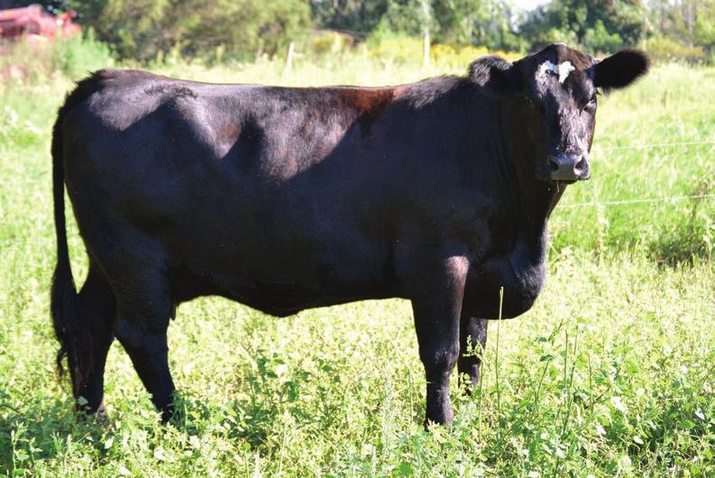Bred Cows & Cow/Calf Pairs 14 Reference Sire - Maximus 391 14 I59 BD: 1/5/09 ASA#: PENDING MEYER RANCH 734 MAIMUS 391 G720_ Consignor: Delong Cattle Co.
