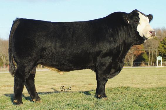 17 PSF Y22 BD: 1/10/11 ASA#: 2595366 Tattoo: PSFY22 1/2 SM 1/2 AN STF MR MOMENTUM H508 SVF/NJC MO BETTER M217 NJC SVF ANTOINETTE K205 Consignor: Plank Simmental Farms O C C GLORY 950G AKERS MISS LUCY