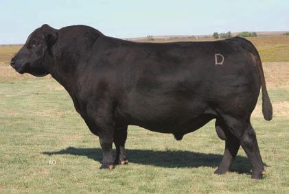 5 AI d 6-2-2014 to JC MR NATIONAL 610Y (ASA# 2616993) Bred to National a half blood bull who is easy calving. Her mom was a great cow and Dee Dee is looking just like her.