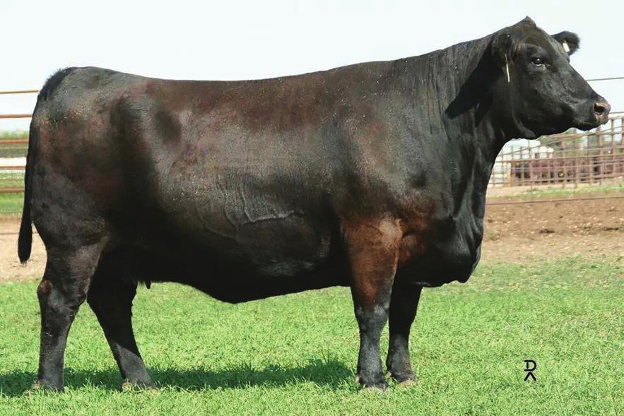Embryos 1 1 BD: 4/7/02 ASA#: 2185861 Tattoo: 541M 1/2 SM 1/2 AN RDDS MS DICE 541M Embryos HEAT WAVE 2 // 2014 Michigan Simmental State Sale GW LUCKY DICE 187H RDDS MS DICE 541M 1SA C M