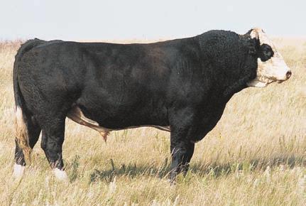 5 1 Reference Sire - Heat Wave 1a Reference Sire - Jimmy the Greek 1b Reference Sire - Meyer 734 Consignor: Jason Vincent From the heart of the Deiter program comes what is proving to be a