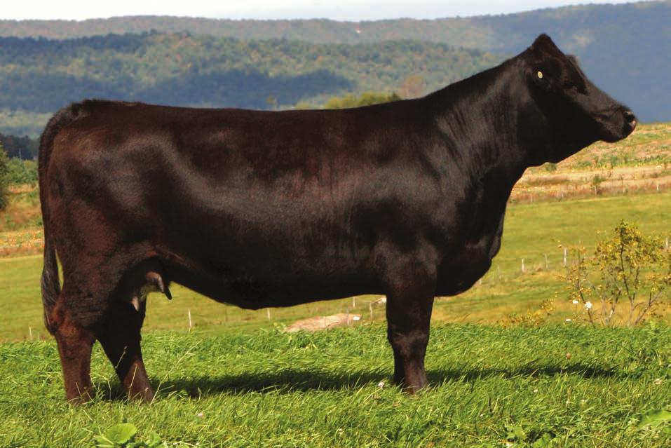 Embryos 4 Reference Donor - TNC Sweet Dream JBH SHEZA DANDY Consignor: Rocky Hollow Simmentals Mix and match your embryo selection! Selling 3 or 5 embryos from our Sweet Dreams embryo inventory.