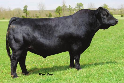 AI d 6-11-2014 to SVF/NJC BUILT RIGHT N48 (ASA# 2225381), sexed heifer semen. Wow! A brockle faced 4 year old that is about as right as you can make one!