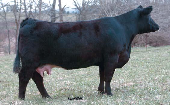 page 9 Ebony Antoinette Cow Family 22 KENCO CATTLE CO KenCo Miss Dream Joke CALVED: 11/6/06 ASA: PENDING TATTOO: 37S CNS DREAM ON L186 NJC NO JOKE The No Joke cow we purchased from Wind Rose has done