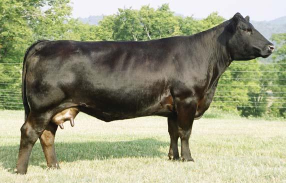 Freedom s maternal sister is the famous halfblood cow, 429, which sold for $10000 to Foxworthy in Indiana. We have only fl ushed her one time and she produced 16 #1 eggs. This cow will make you money.