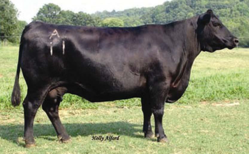 5 Star Power embryos, guaranteeing 2 pregnancies if work is done by AETA certifi ed tech. Wow, what a phenomenal Angus cow.