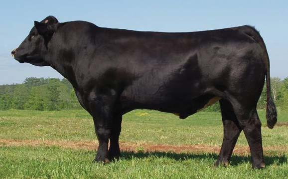 We looked for several years for that special Angus cow to build an Angus and a SimAngus program around. Boy, did we fi nd her. A11 is a pathfi nder Precision 1680 daughter out of a fantastic 6807 cow.