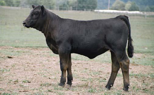 This sharp made individual is out of 962J, a former KenCo Miss Wagoner 22T CALVED: 5/2/07 ASA: PENDING TATTOO: 22T WLE BANDWAGON BH SAFN MISS MT 962J LRS PREFERRED STOCK 370C WLE MIGHTY APHRODITE SAC