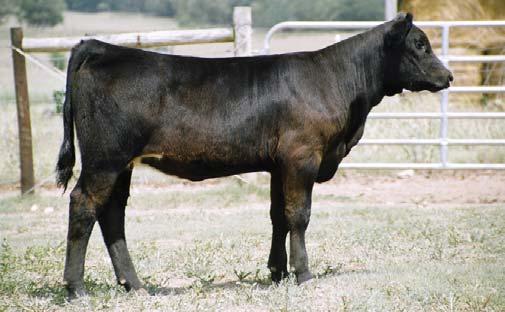 37 B&K FARMS Madeline comes from a cow family of a lot of high selling lots and champions.