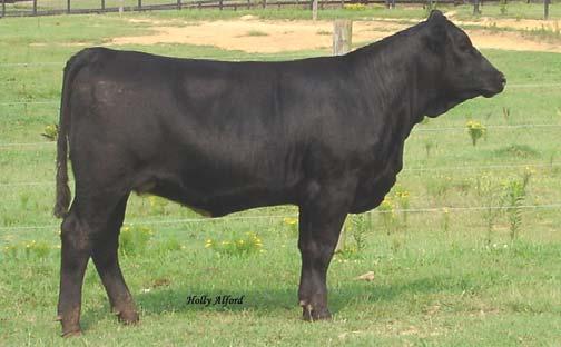 Open Heifers page 16 42 MLF MF Salley Dream S111 CALVED: 11/10/06 ASA: PENDING TATTOO: S111 Lot 42 Lot 43 Lot 44 Lot 45 Salley Dream S111 is a product of purchasing embryos from our friend and fellow