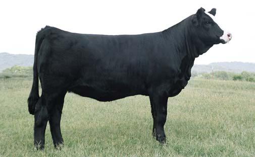 A great extended pedigree with built in predictability. BW: 73 WW: 675 43 B&K FARMS CNS DREAM ON Limitless 43S is a very nice fall prospect. She has cow power written all over her.